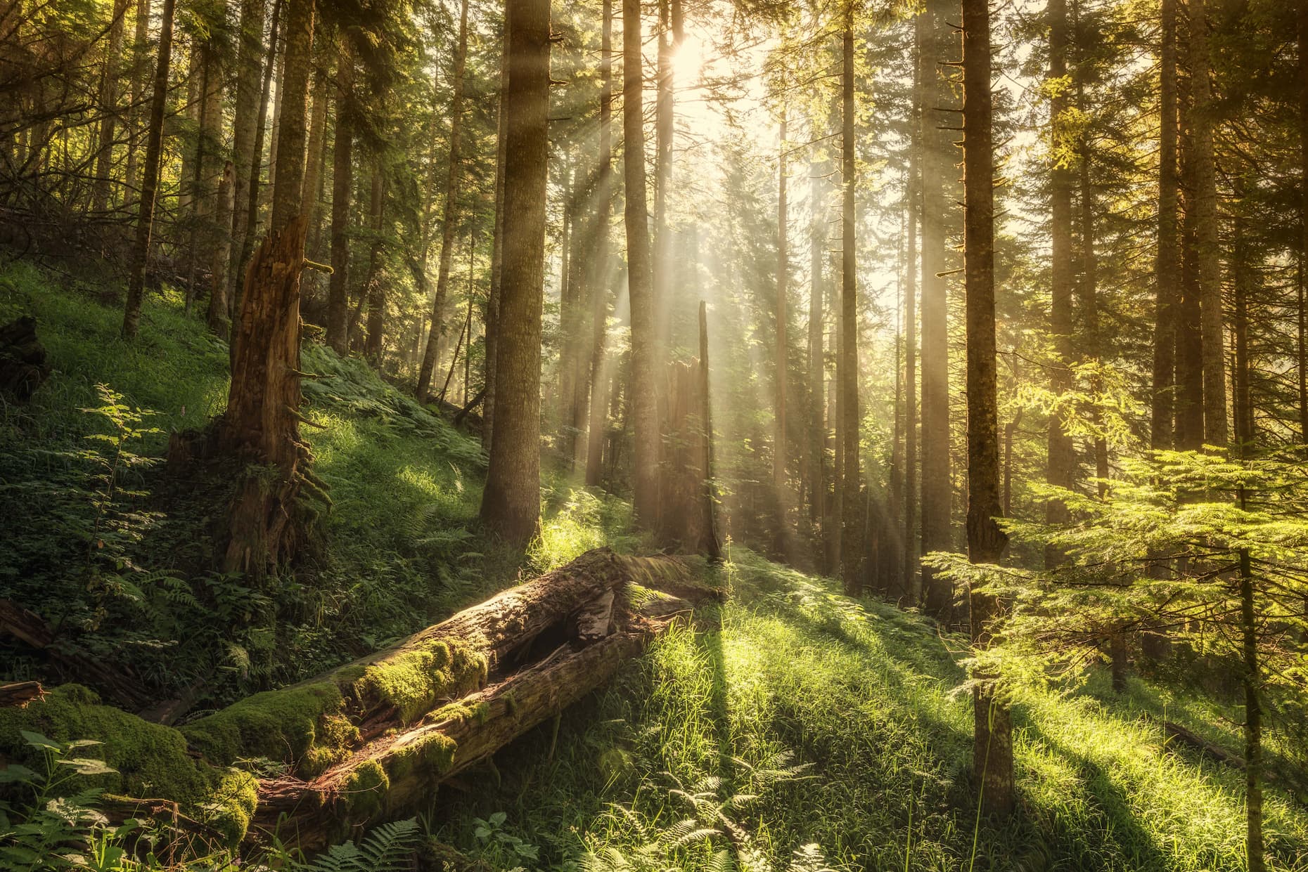 Sun hitting wood in a forest
