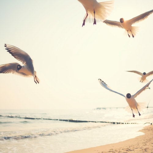 Birds flying on a beach